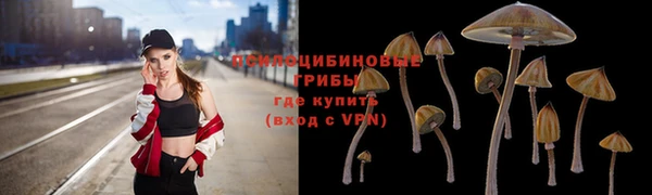 прущие грибы Аркадак